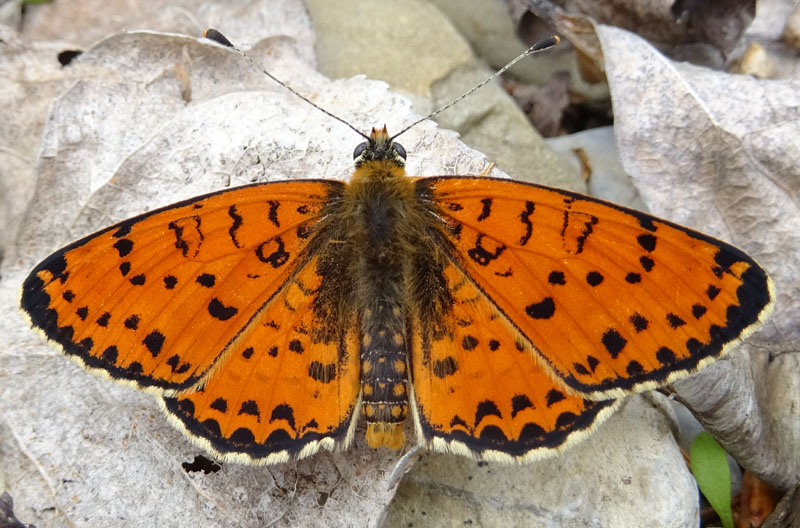 Nymphalidae......accoppiamento di Melitaea didyma